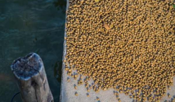 Fish Seed Production