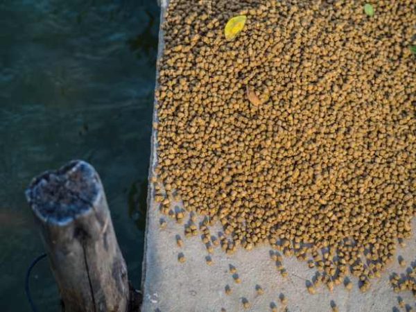 Fish Seed Production